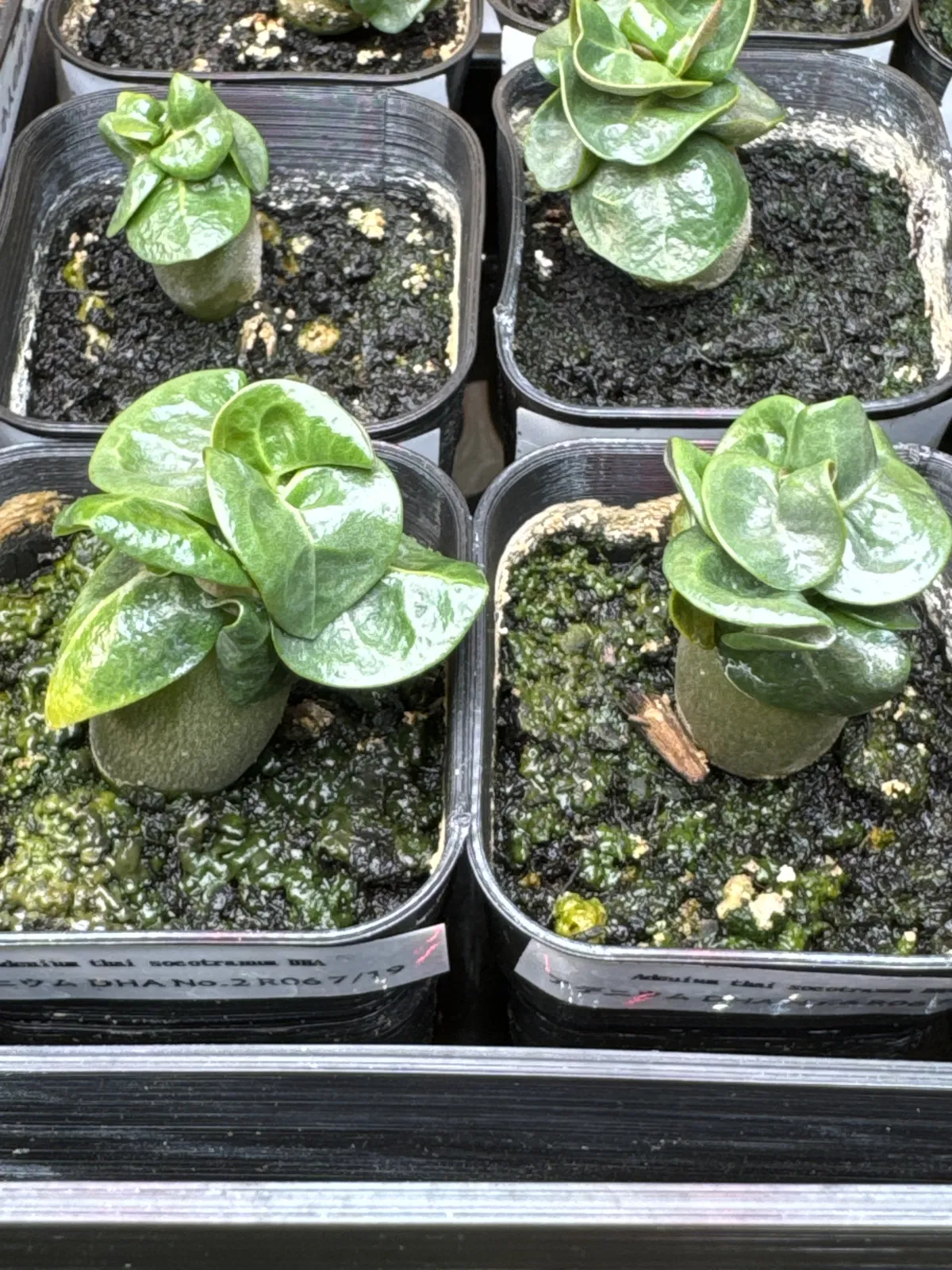 DHA Adenium thai socotranum DHA (アデニウム)