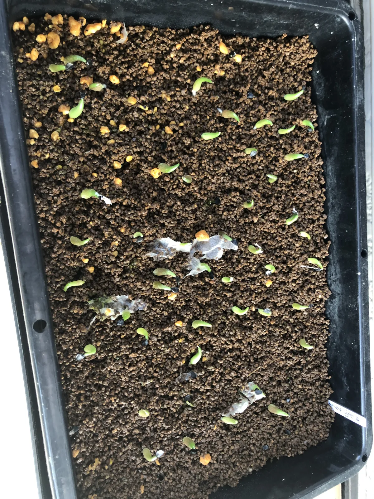Agave titanota Blue Lot. (アガベ チタノタブルー)