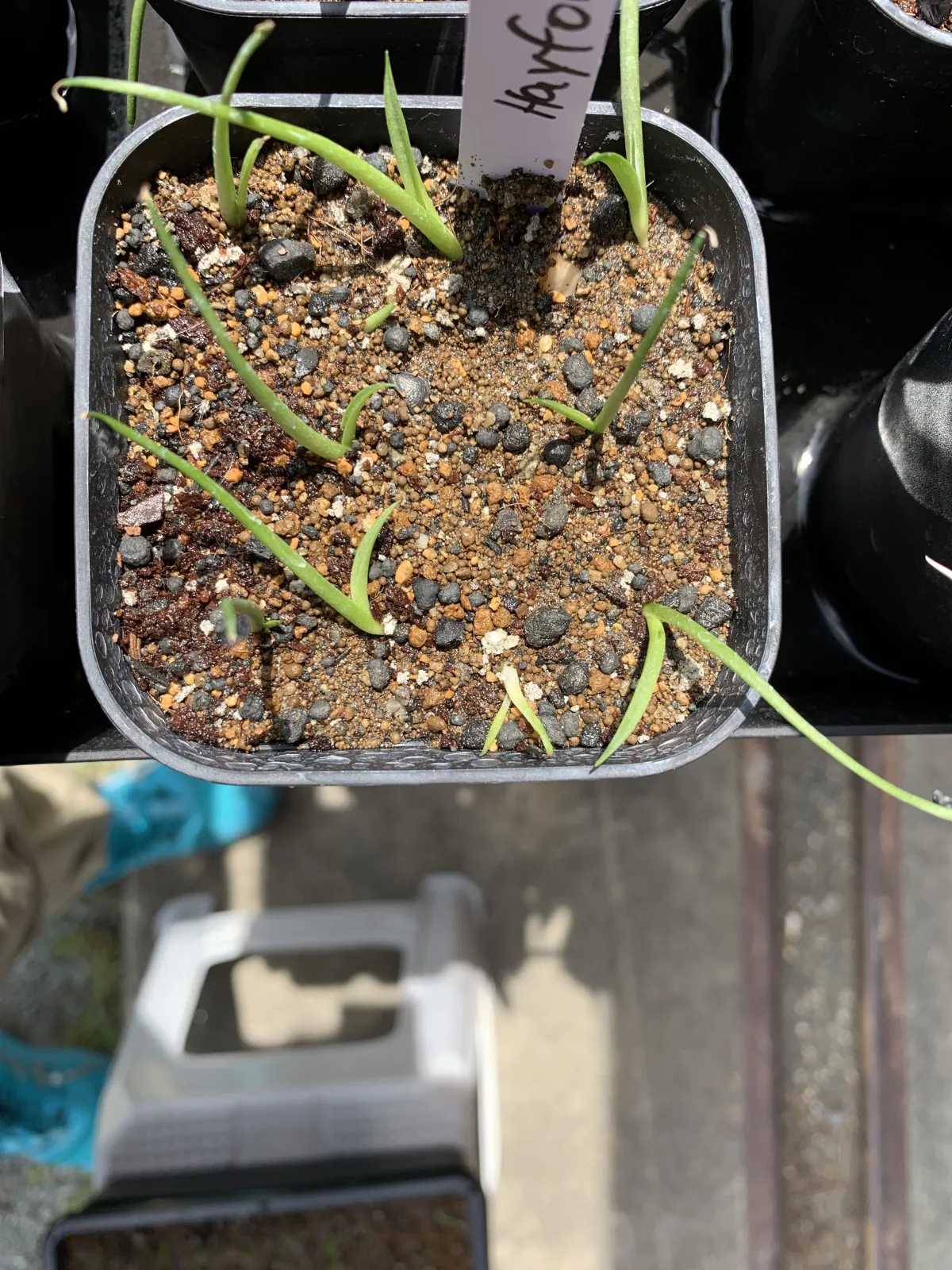 Agave utahensis var. eborispina (アガベ エボリスピナ ヘイフォード)