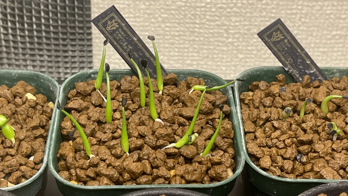 Agave utahensis var. eborispina (アガベ エボリスピナ ヘイフォード)