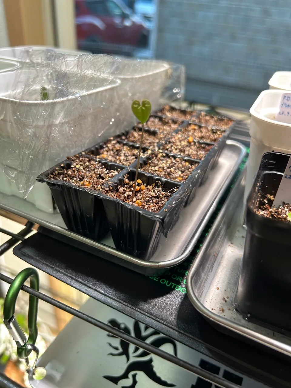 Dioscorea elephantipes Lot. (ディオスコレア エレファンティペス)