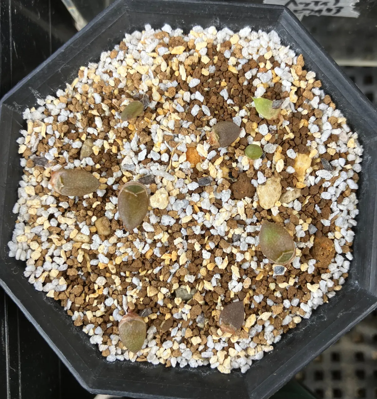 Aloe microstigma (アロエ ミクロスティグマ)