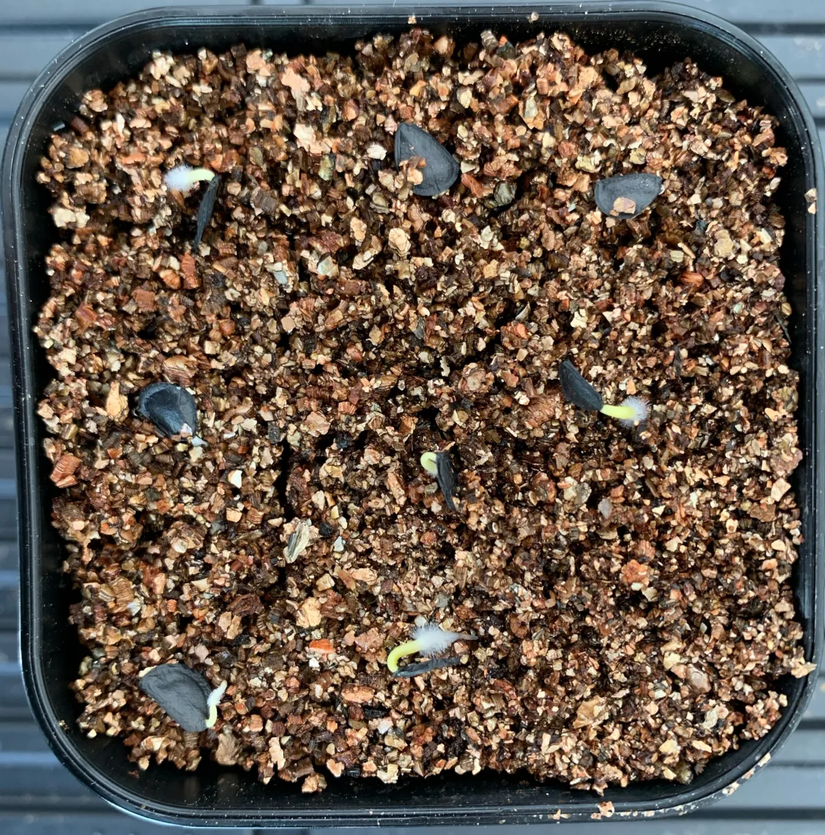 Agave parryi ssp. parryi (アガベ パリー)