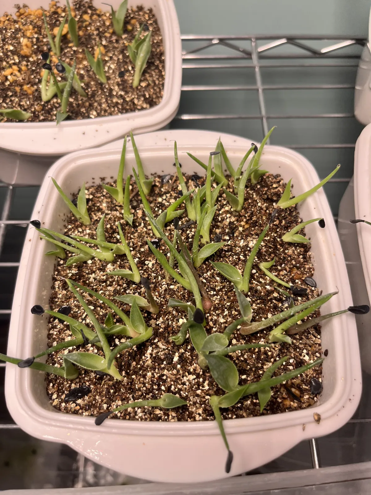Agave parrasana (アガベ パラサナ)