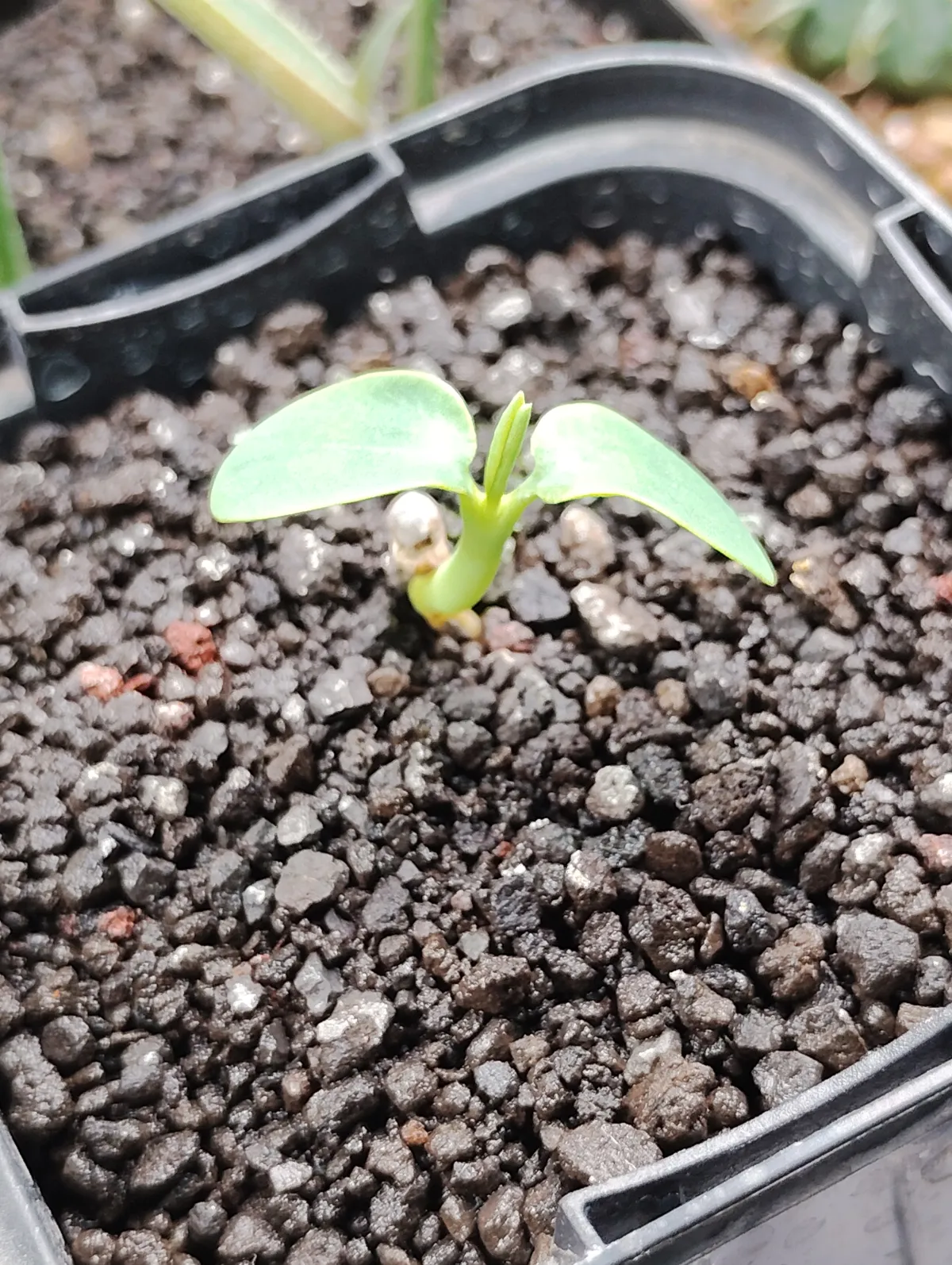 Euphorbia longetuberculosa (ユーフォルビア ロンギツベルクローサ)