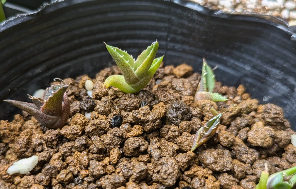 Agave titanota Blue Lot. (アガベ チタノタブルー)