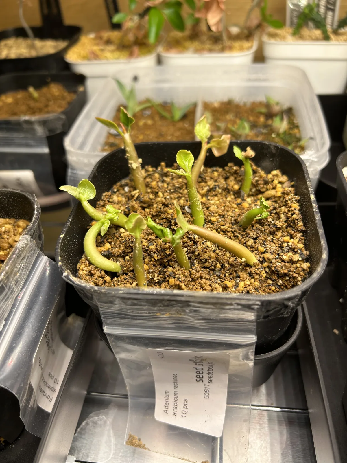 Adenium arabicum rachine (アデニウム アラビカム ラシニー)