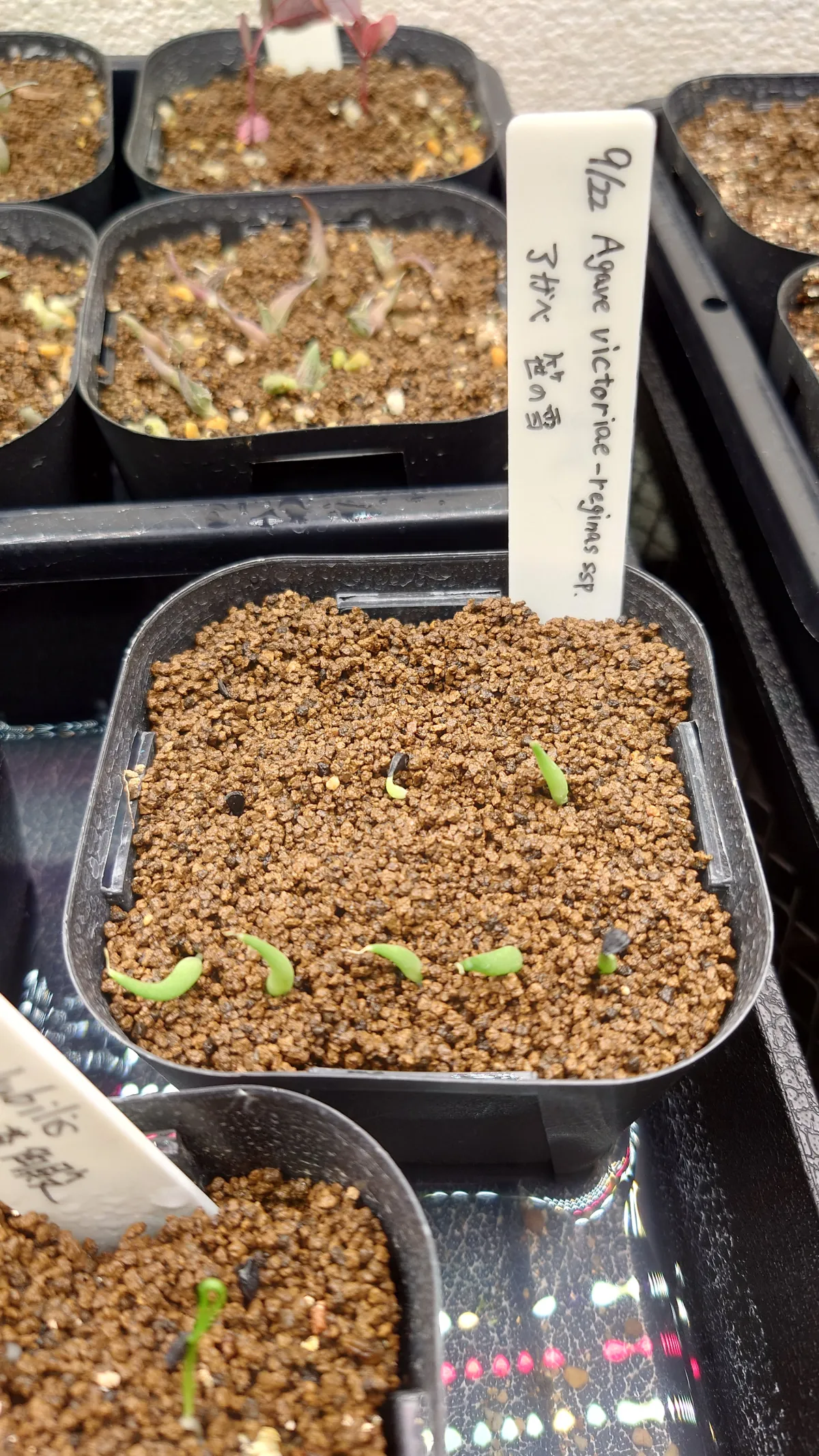 Agave victoriae-reginae ssp. victoriae-reginae (アガベ ビクトリアレジーナエ 笹の雪)