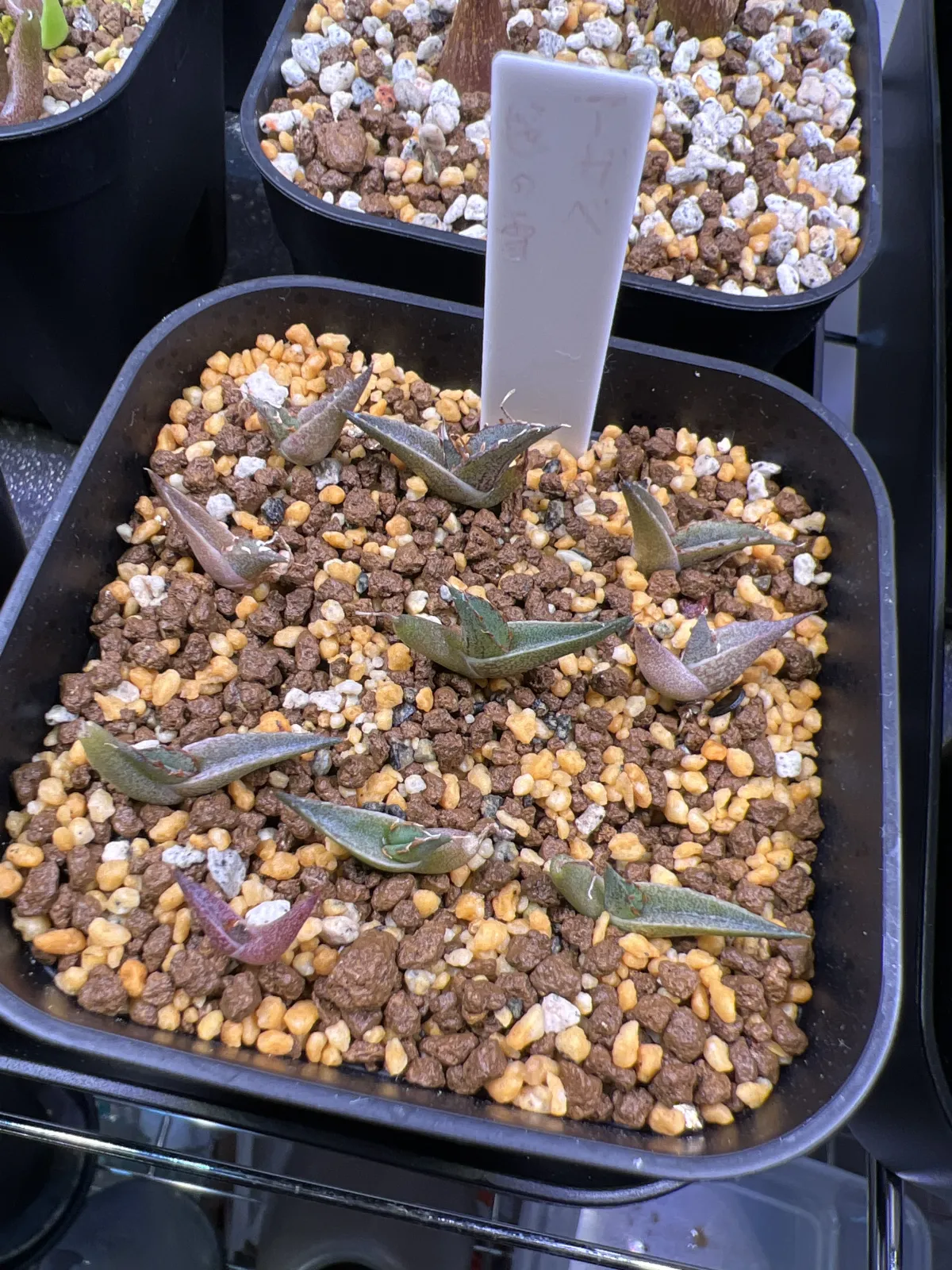 Agave victoriae-reginae ssp. victoriae-reginae (アガベ ビクトリアレジーナエ 笹の雪)