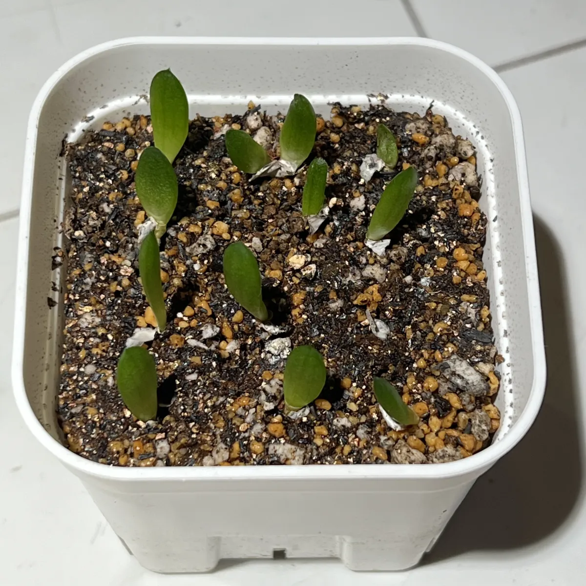 Aloe variegata (アロエ 千代田錦)