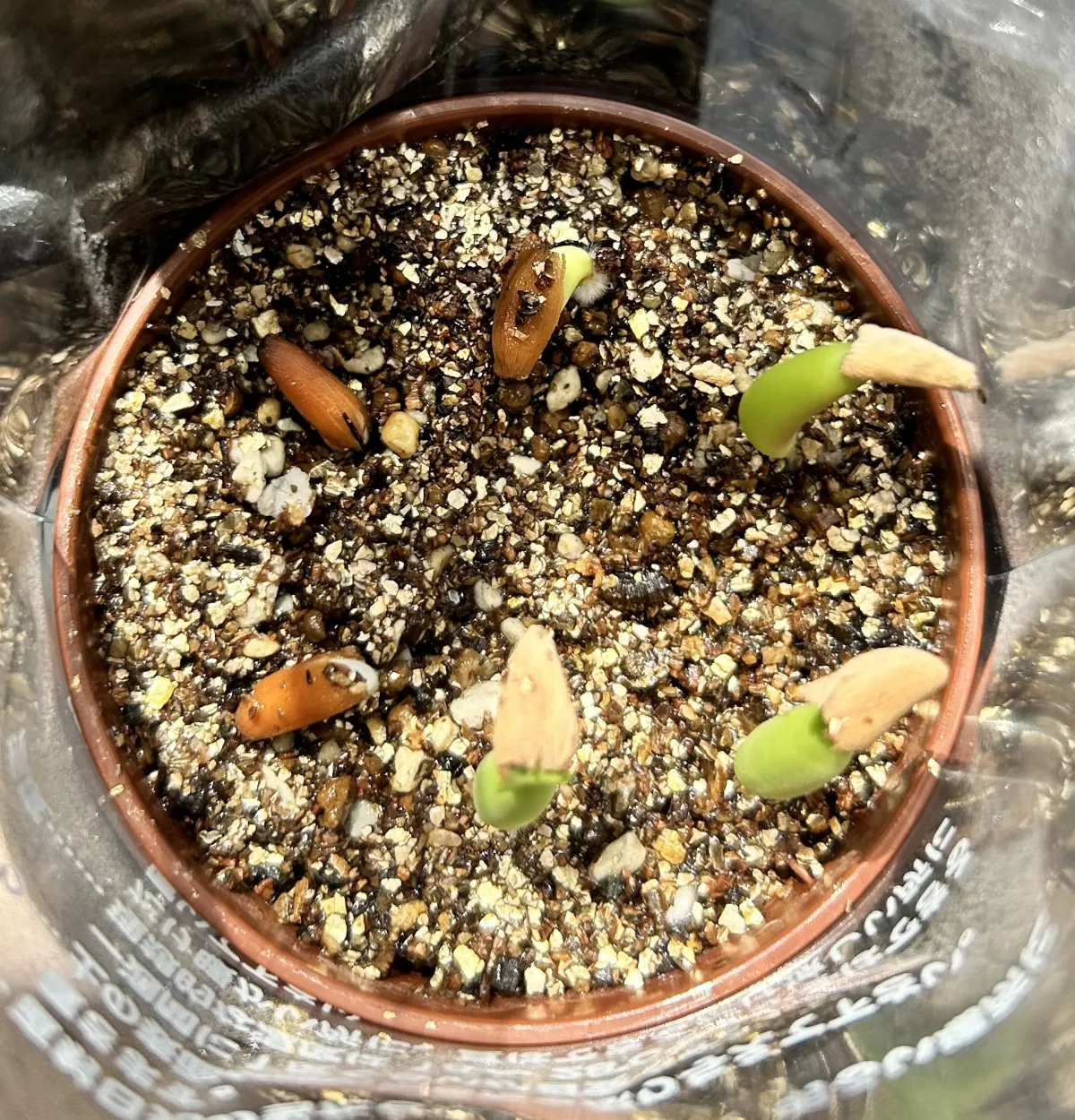 Adenium arabicum Godji hybrid (アデニウム アラビカムゴッジハイブリッド)