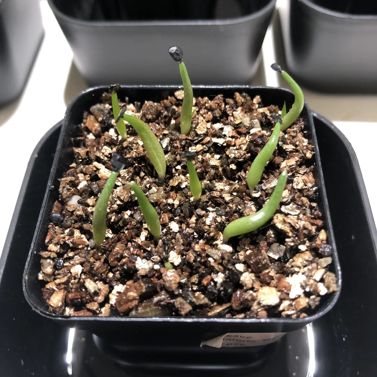 Agave titanota Blue Lot. (アガベ チタノタブルー)