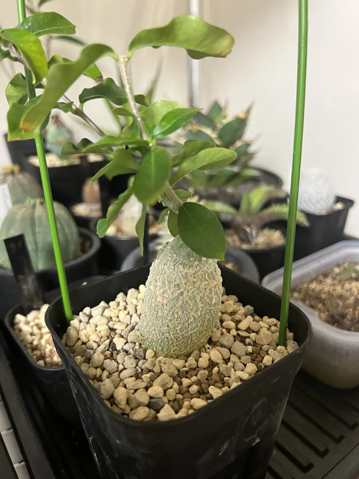 Fockea edulis (フォッケア 火星人)
