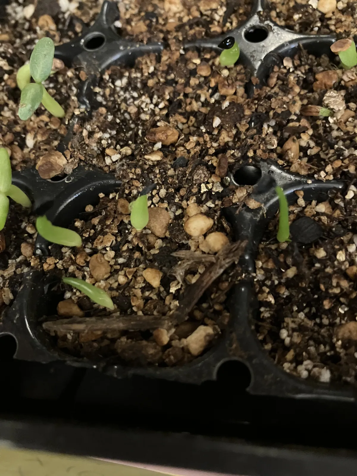 Agave oteroi Lot. (アガベ オテロイ)