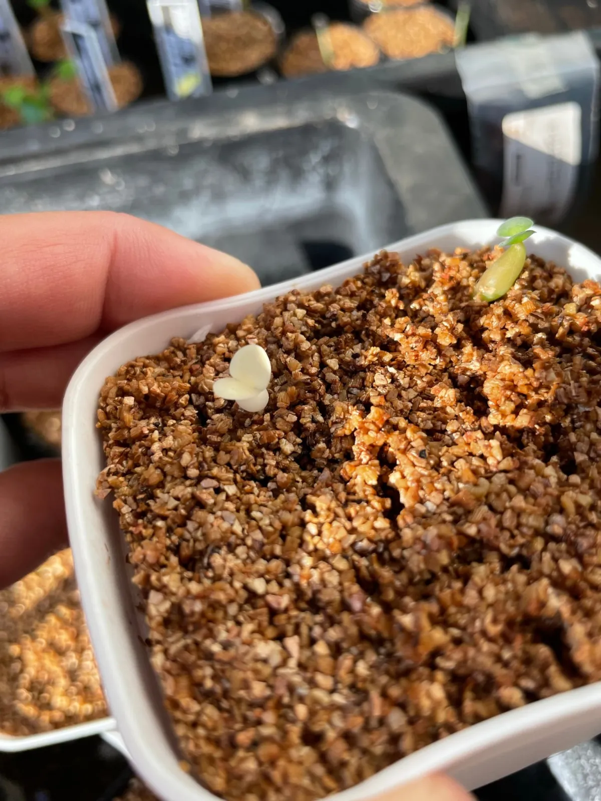 Pachypodium succulentum (パキポディウム サキュレンタム)