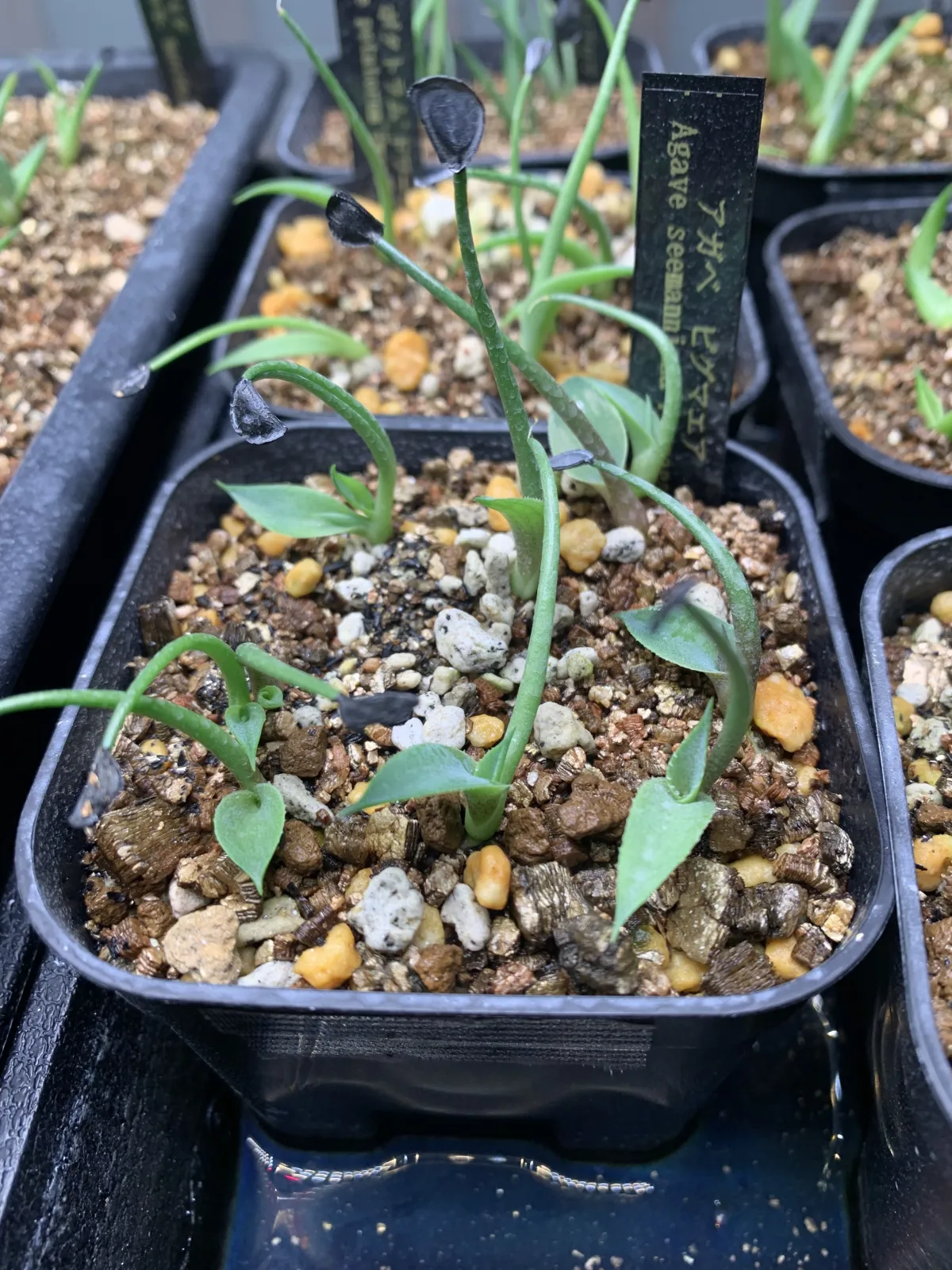 Agave seemanniana Pygmaea (アガベ ピグマエア)