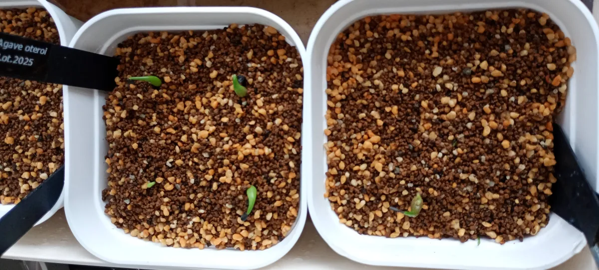 Agave oteroi Lot. (アガベ オテロイ)