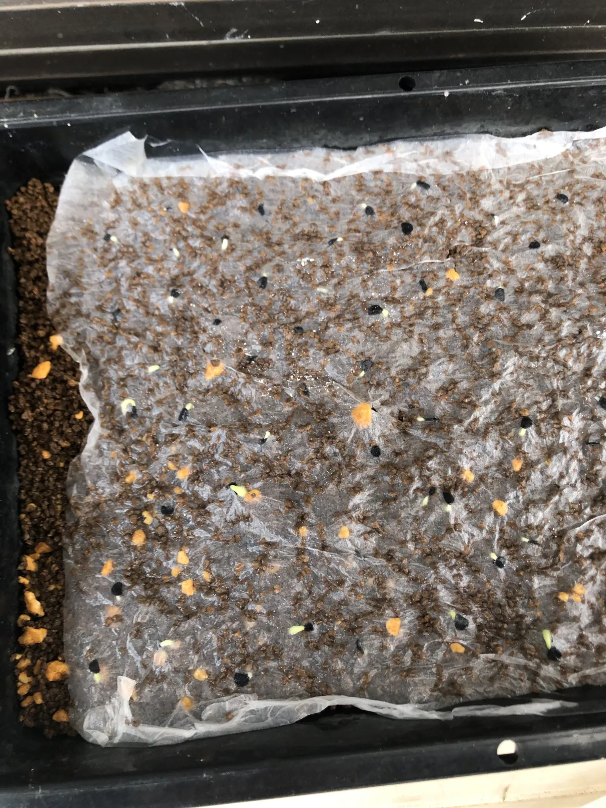 Agave titanota Blue Lot. (アガベ チタノタブルー)