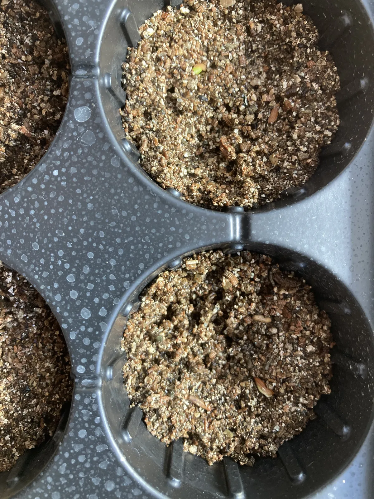 Pachypodium rosulatum var. gracilius ([無料種子] 発芽難 パキポディウム グラキリス　)