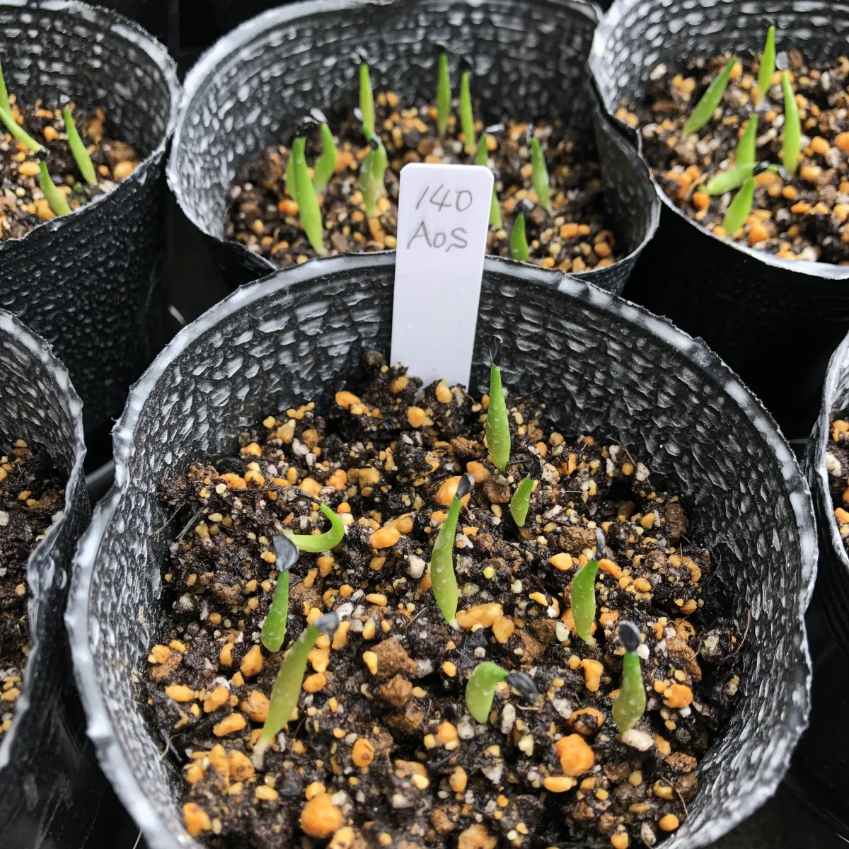 Agave oteroi Lot. (アガベ オテロイ)