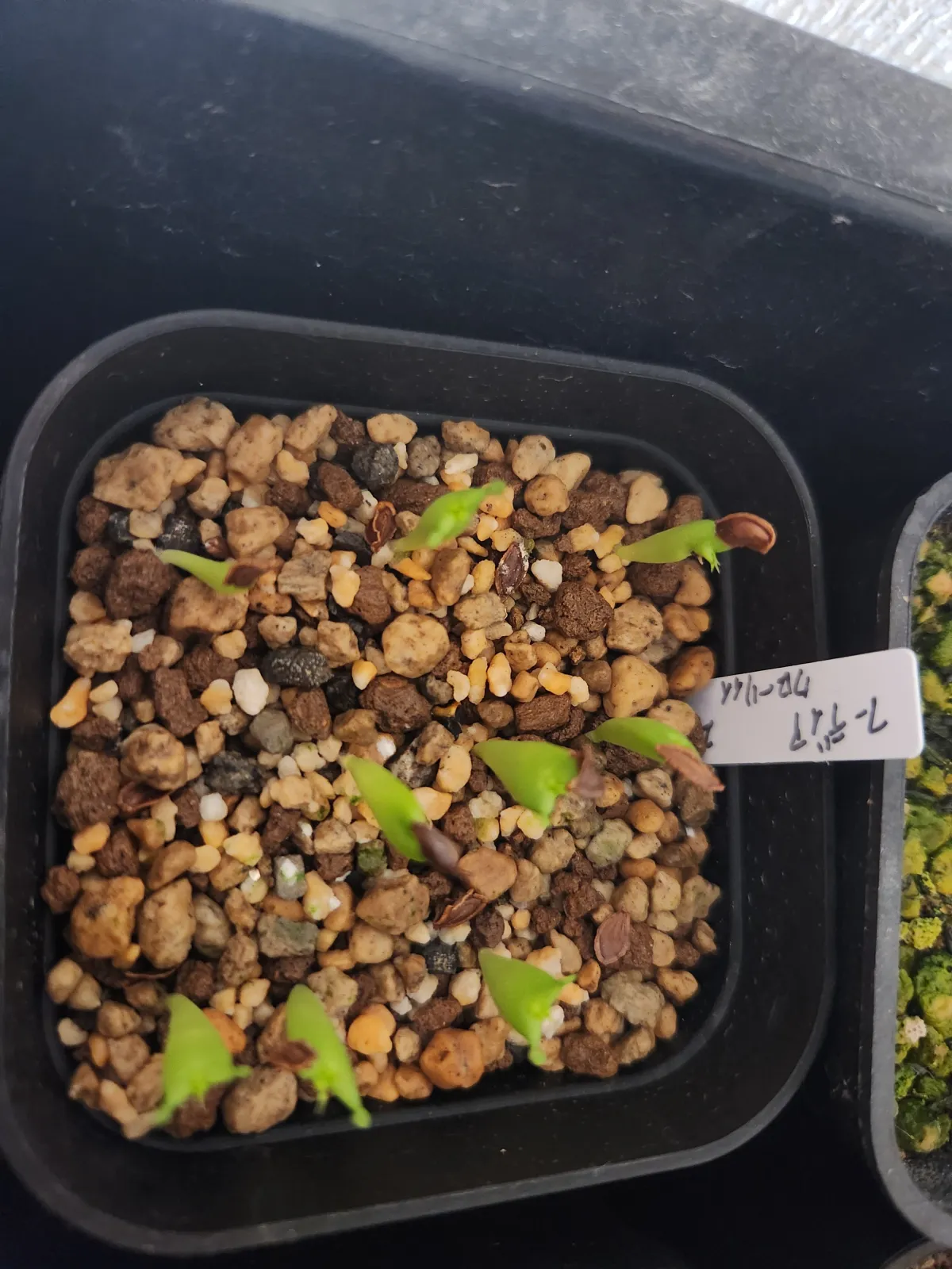 Hoodia curroii ssp. lugardii (フーディア ルガルディ)