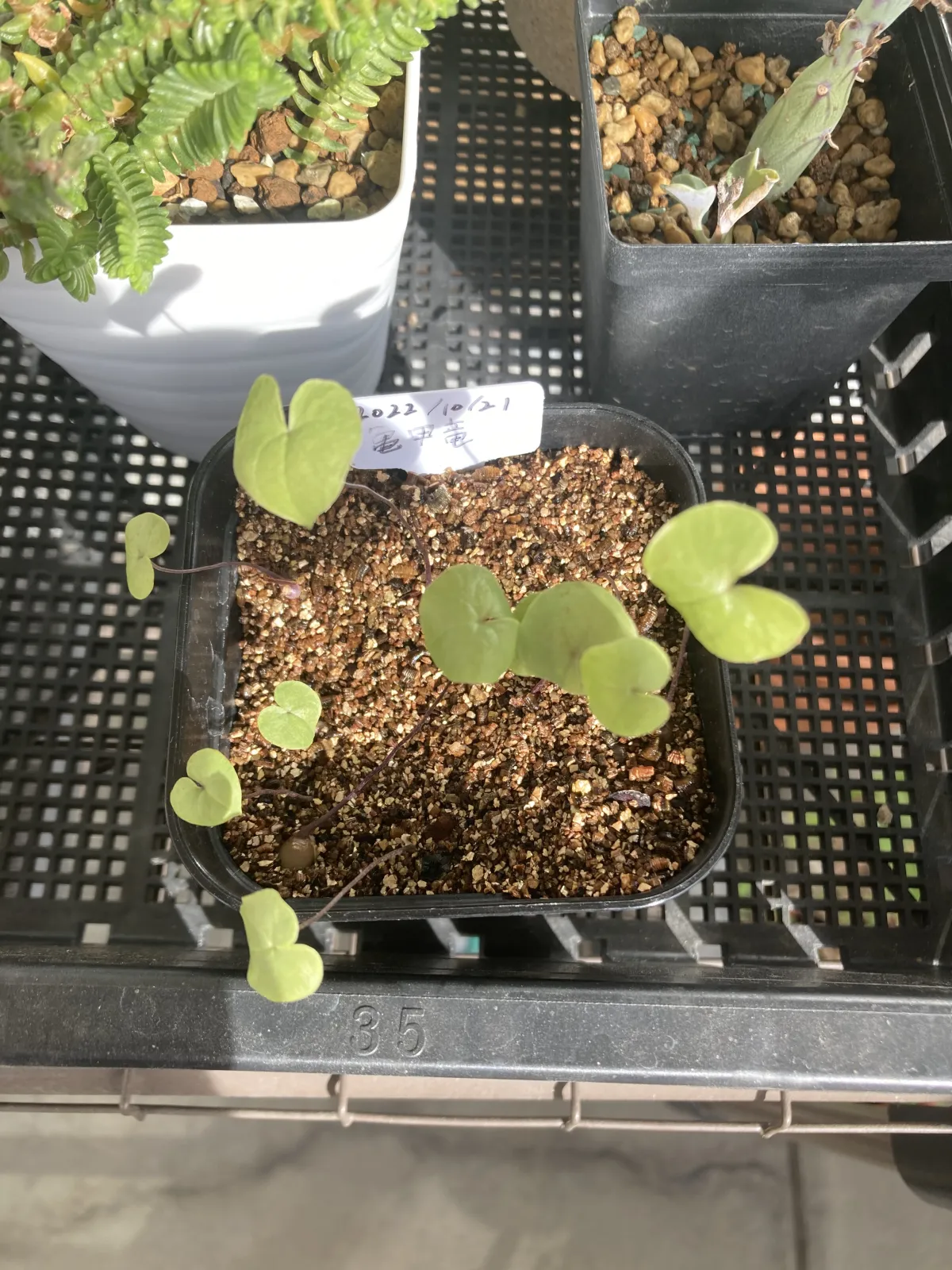 Dioscorea elephantipes (ディオスコレア エレファンティペス)