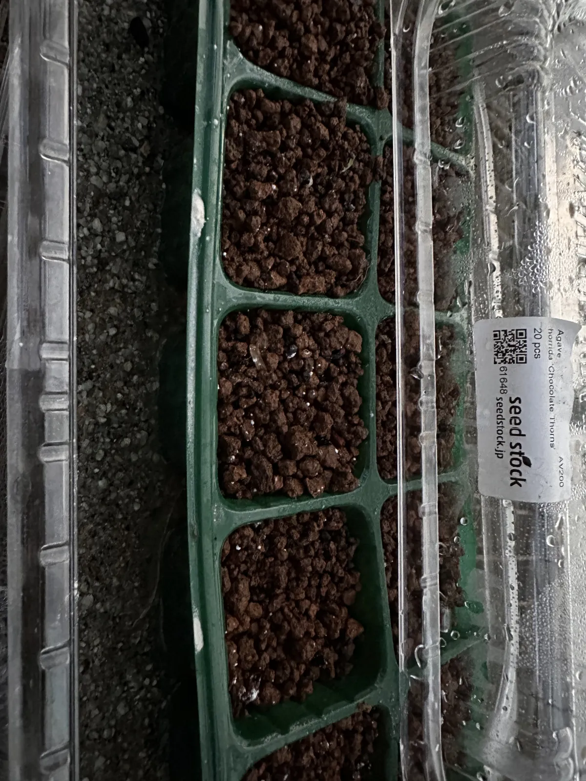 Agave horrida Chocolate Thorns (アガベ ホリダ チョコレートソーン)