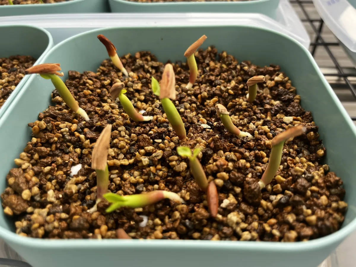 KHZ Adenium thai socotranum KHZ (アデニウム タイ ソコトラナム)