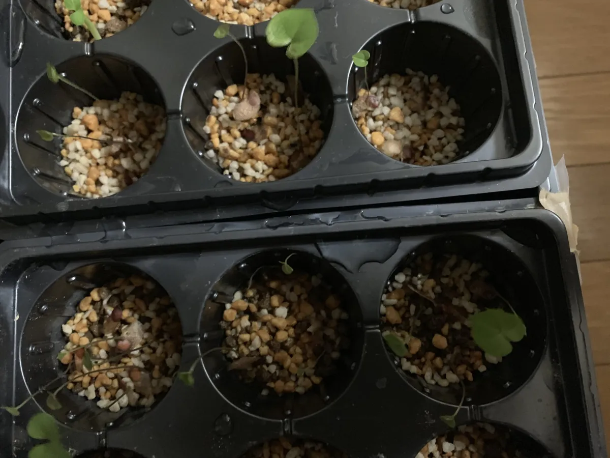 Dioscorea elephantipes (ディオスコレア エレファンティペス)