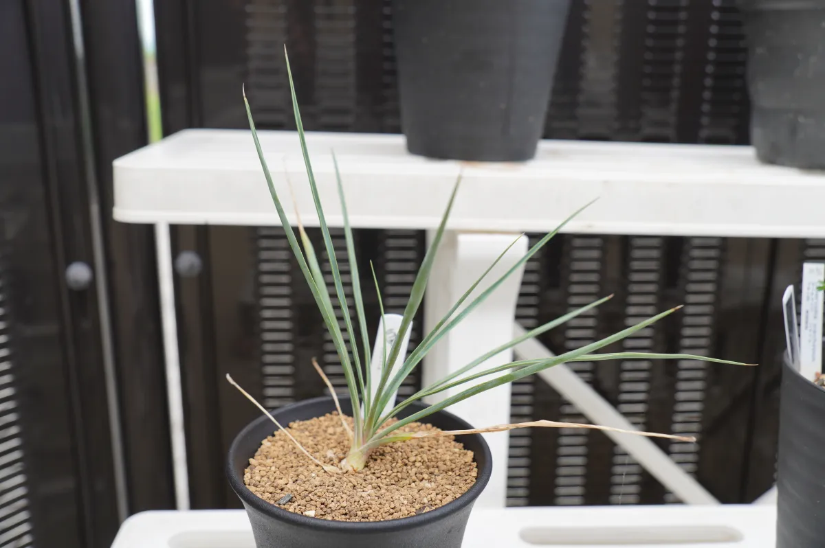 Yucca rostrata (ユッカ ロストラータ)