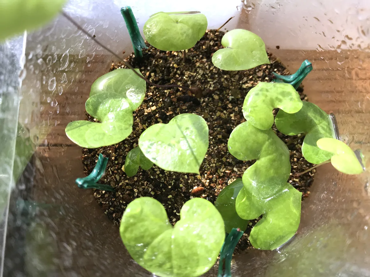 Dioscorea elephantipes (ディオスコレア エレファンティペス)