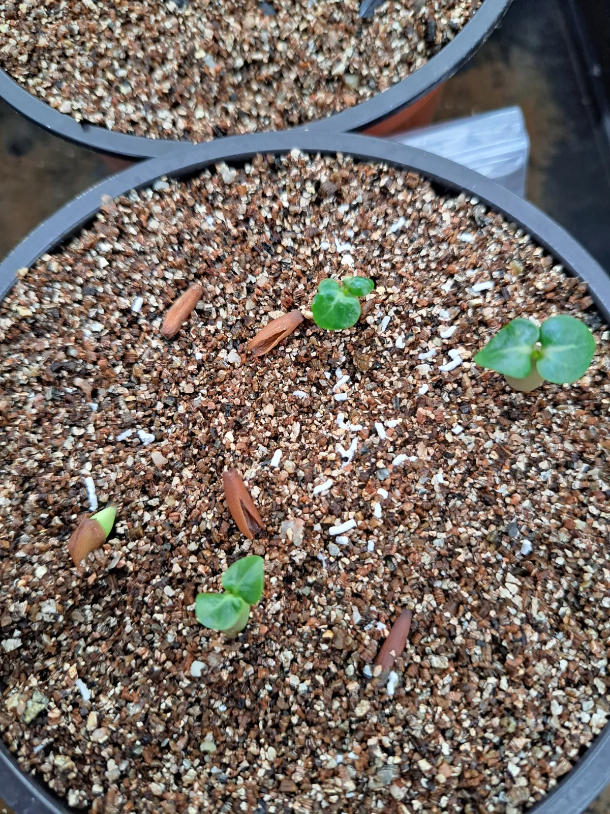 DHA Adenium thai socotranum DHA (アデニウム)