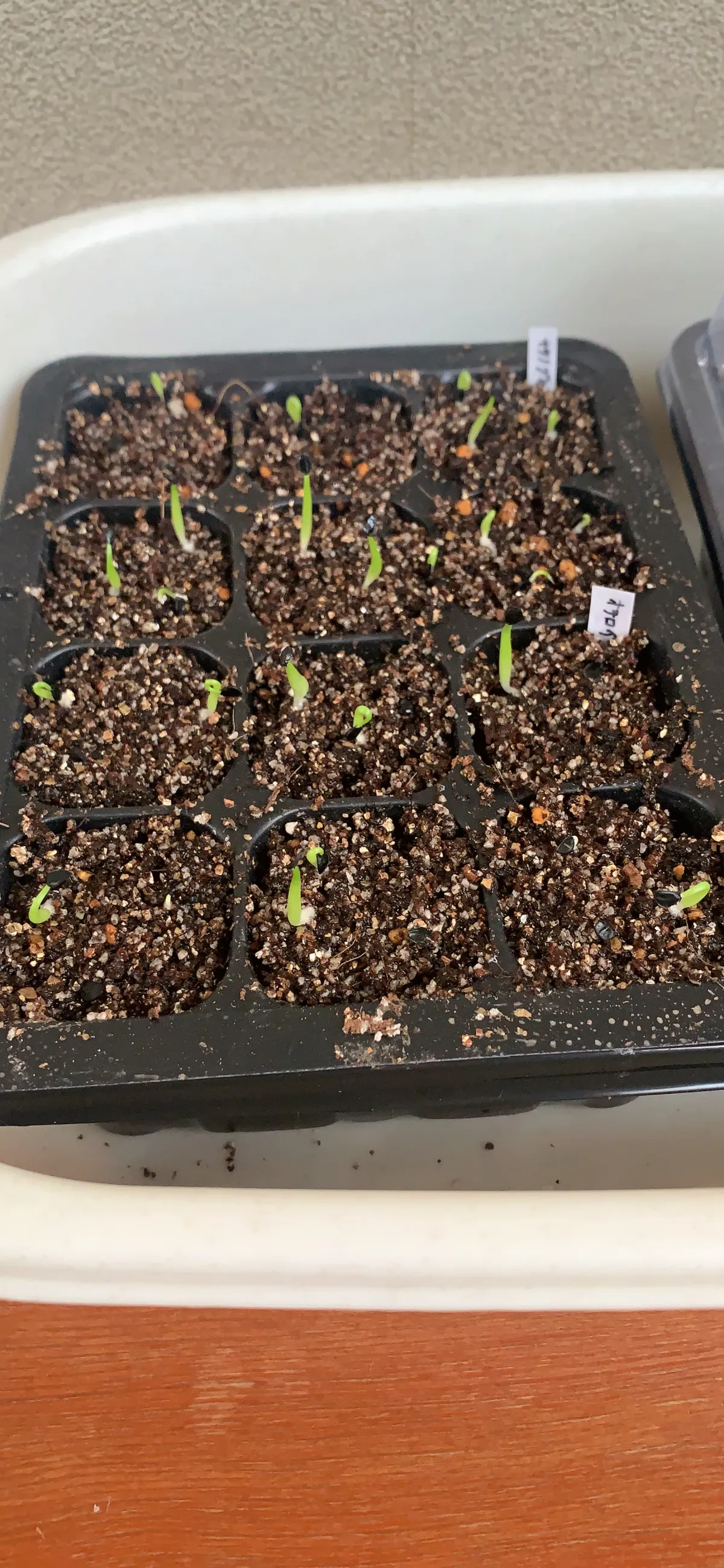 Agave titanota Blue Lot. (アガベ チタノタブルー)