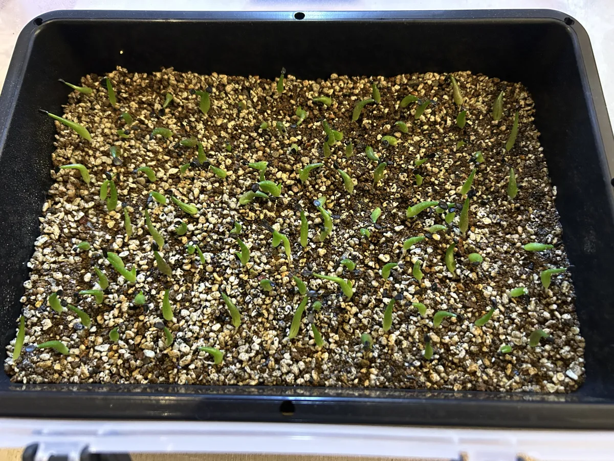 Agave oteroi Lot. (アガベ オテロイ)