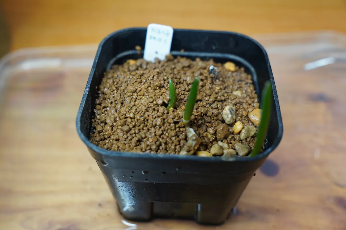 Aloe barberae (アロエ バルベラエ)
