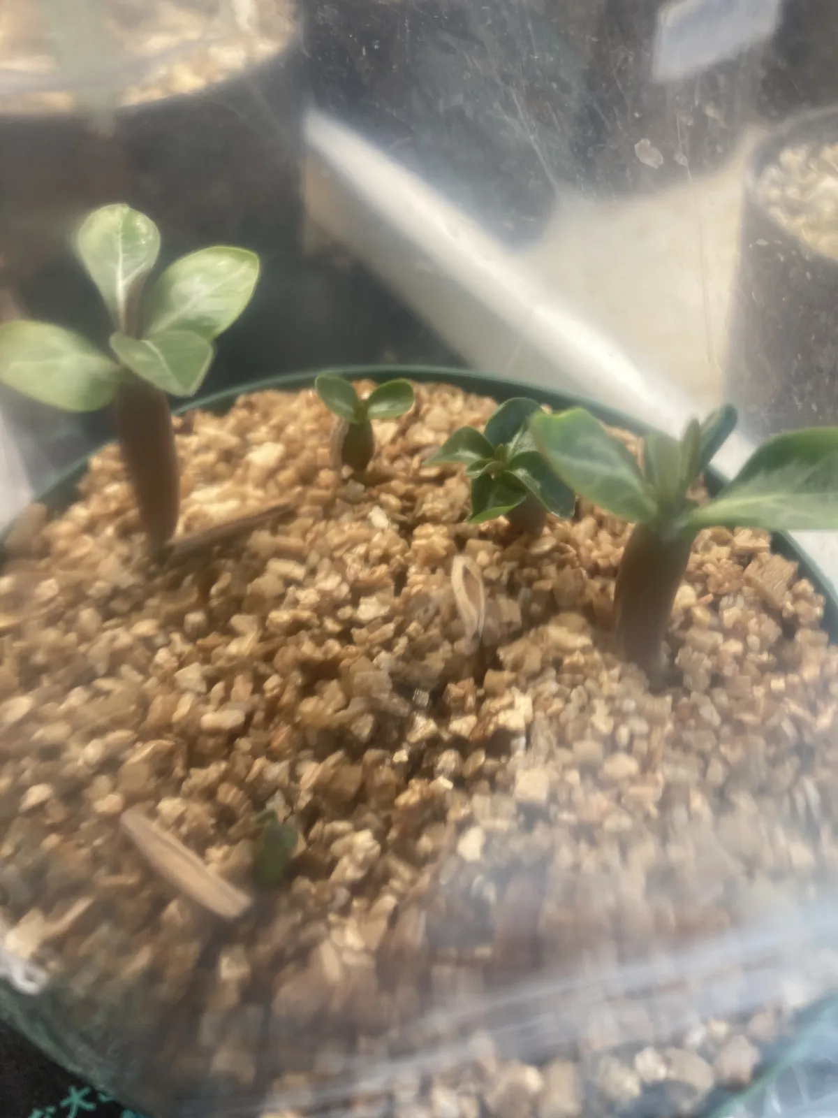 DHA Medusa Adenium DHA Medusa (アデニウム)