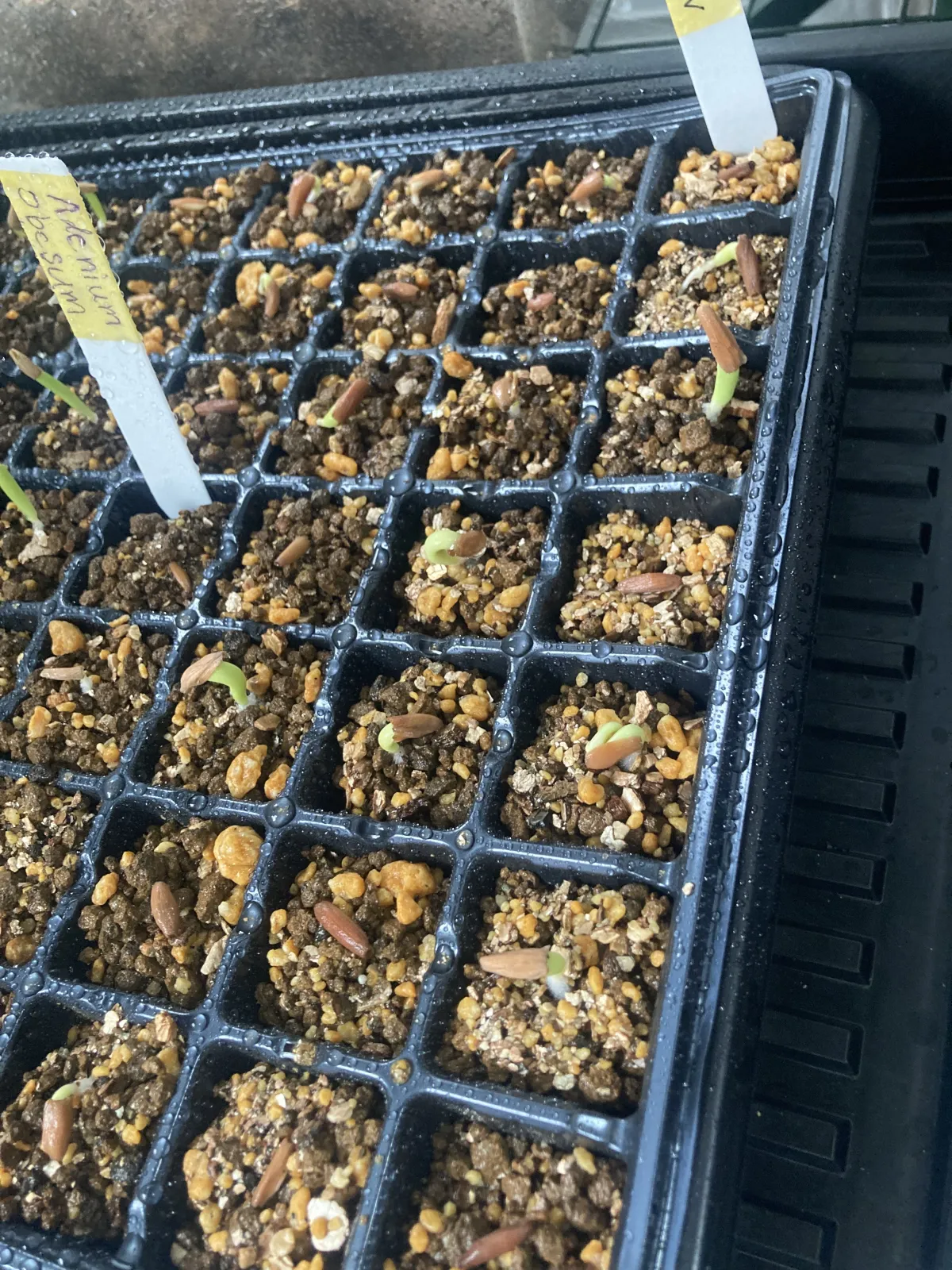 PNW Adenium arabicum phet na wang (アデニウム アラビカム)