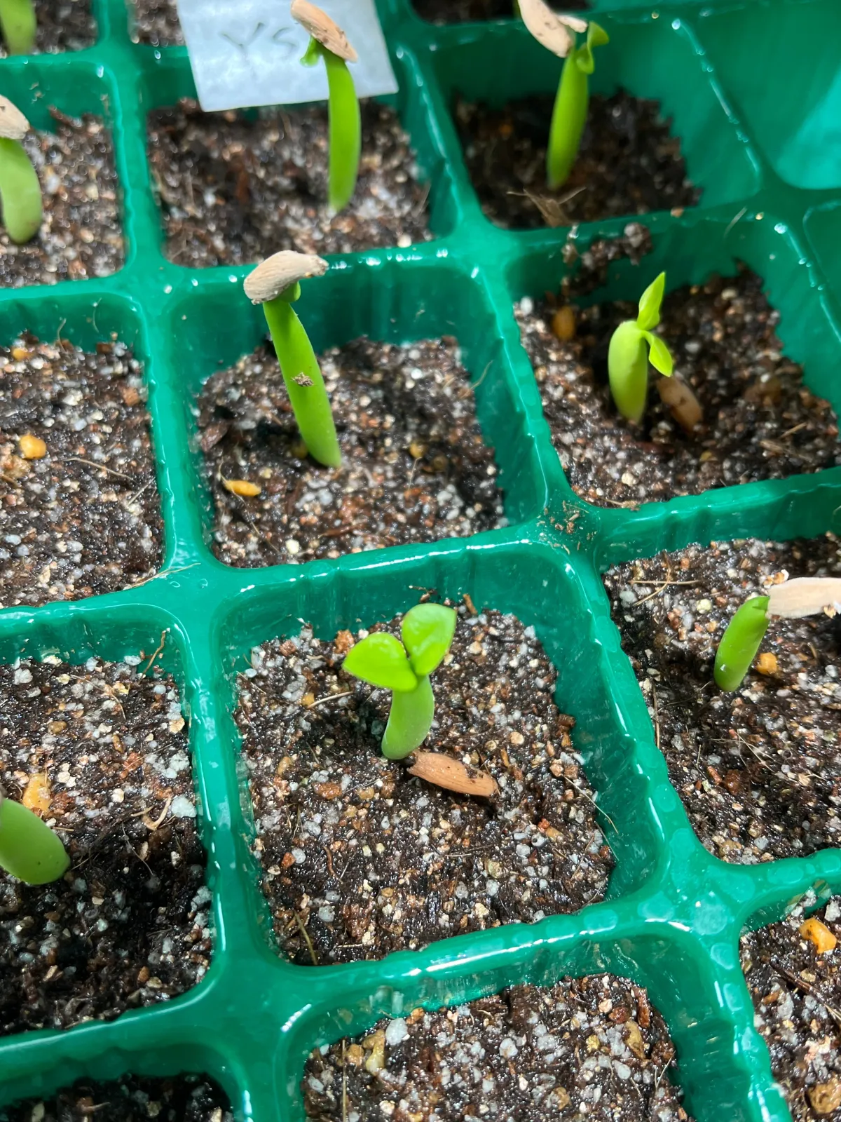 YSB Adenium arabicum Yak Sing Buri (アデニウム アラビカム)