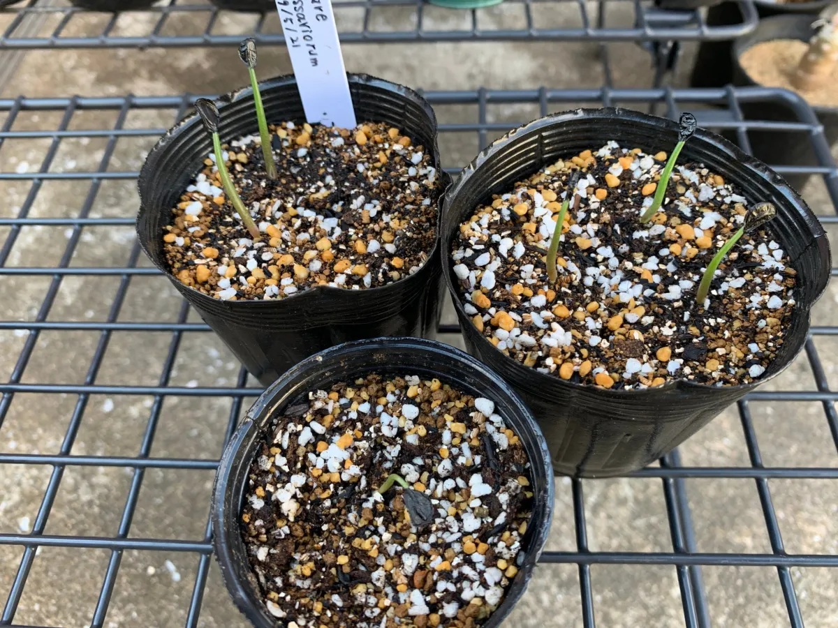 Agave nussaviorum (アガベ ナサビオラム)