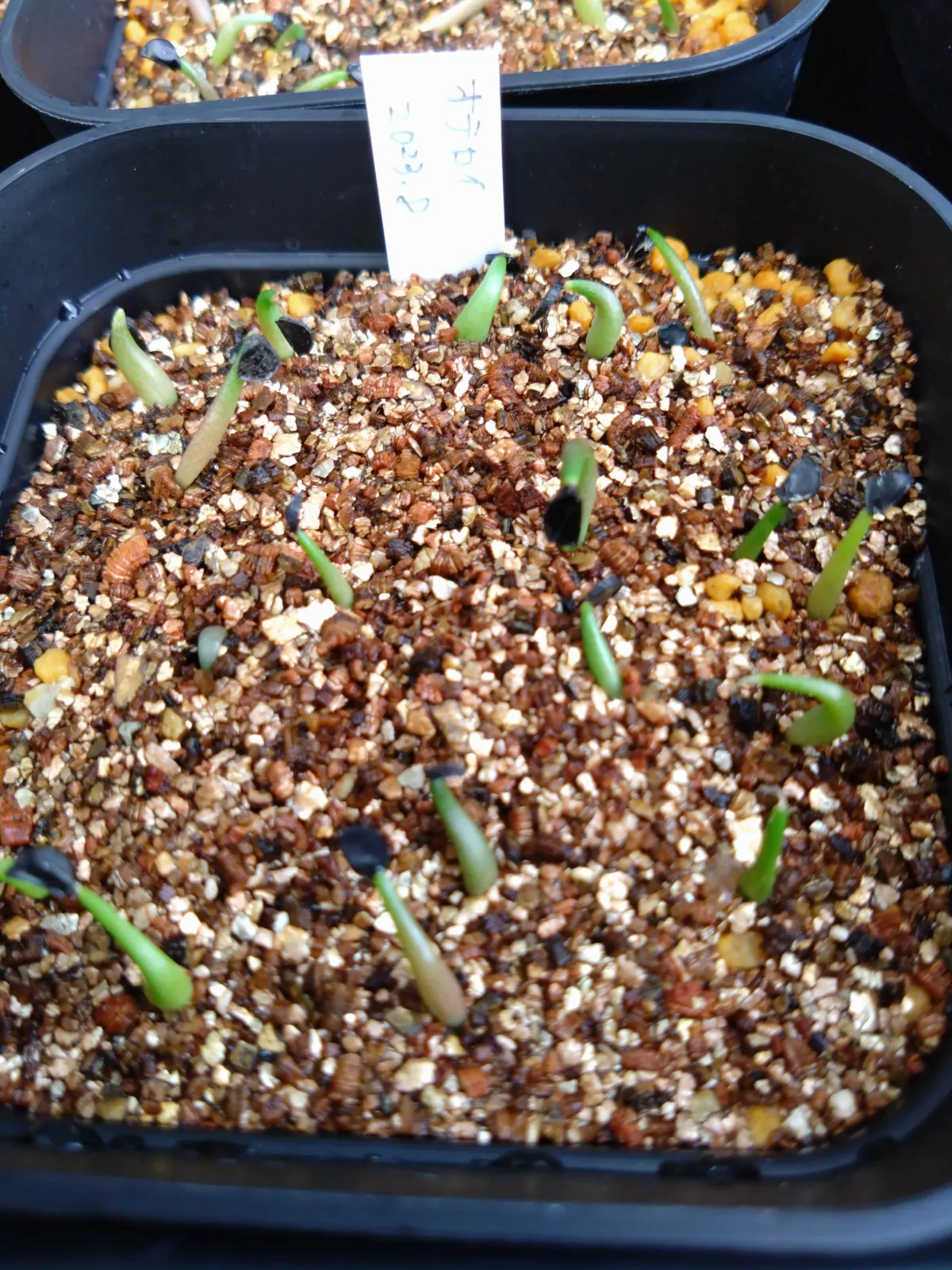 Agave oteroi Lot. (アガベ オテロイ)