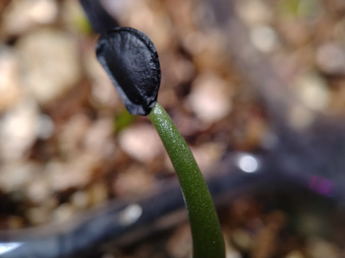 Agave parryi ssp. parryi (アガベ パリー)