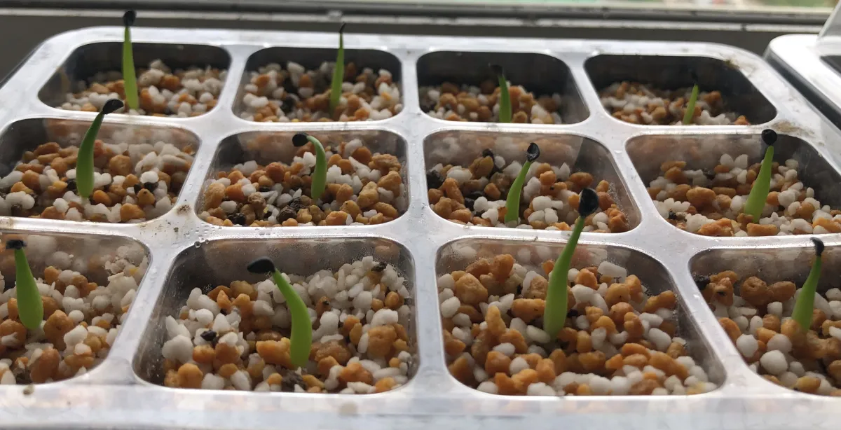 Agave victoriae-reginae ssp. victoriae-reginae (アガベ ビクトリアレジーナエ 笹の雪)