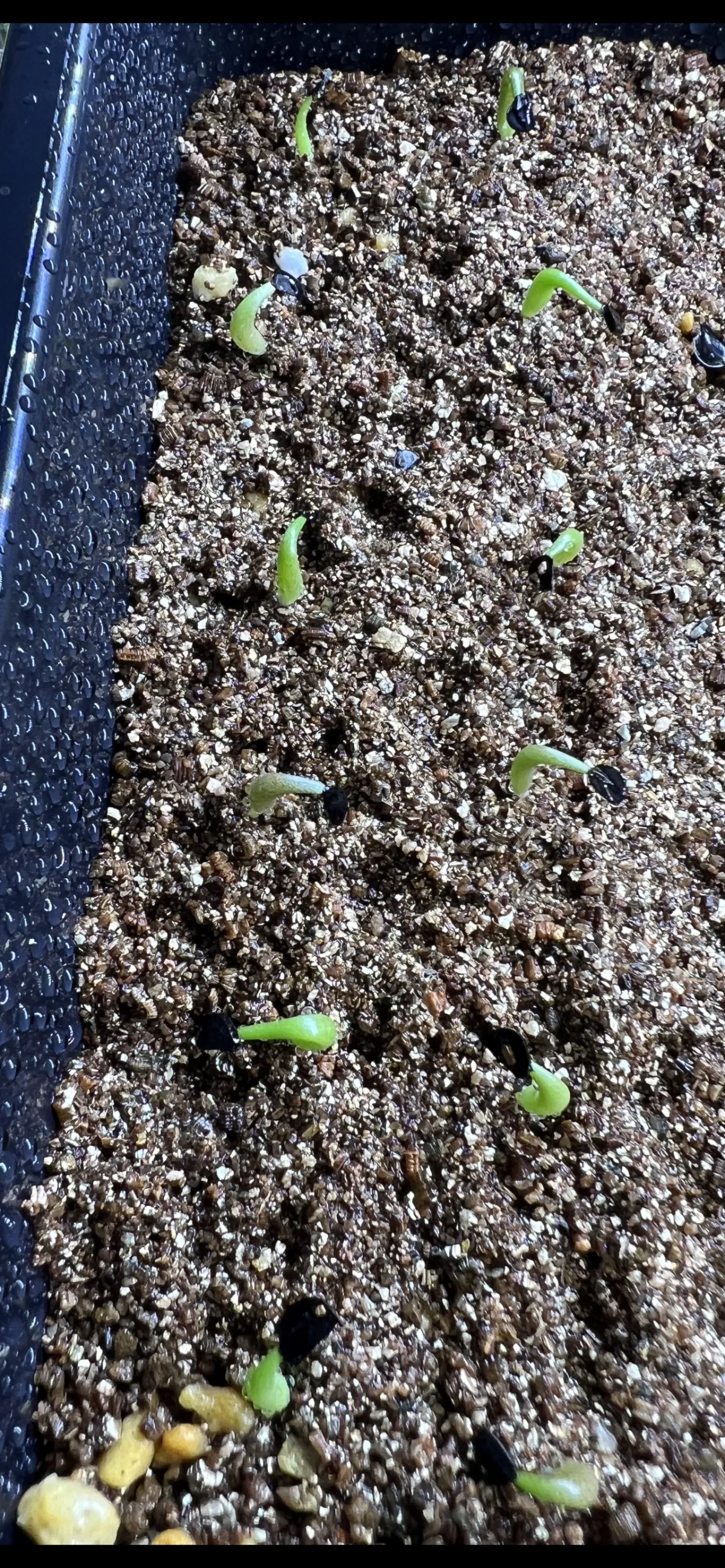 Agave oteroi Lot. (アガベ オテロイ)