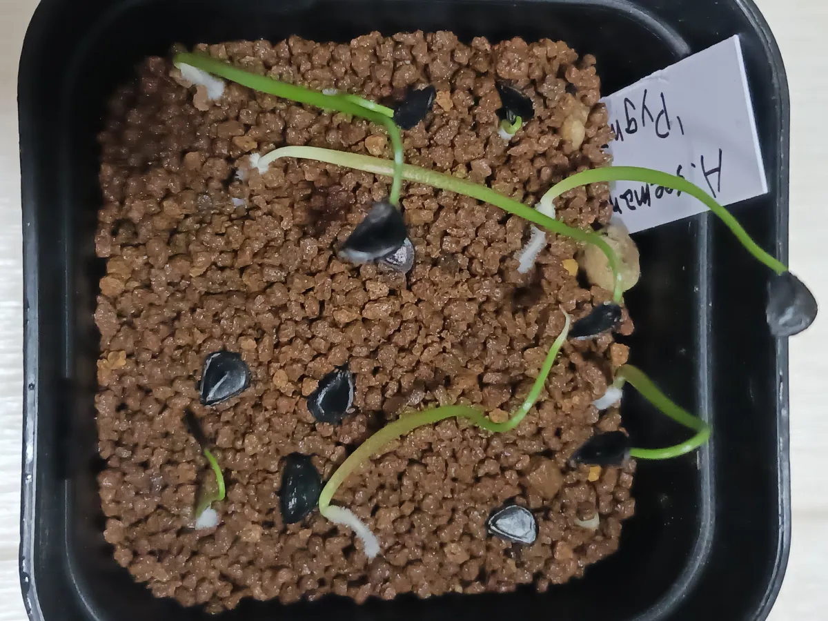 Agave seemanniana Pygmaea (アガベ ピグマエア)
