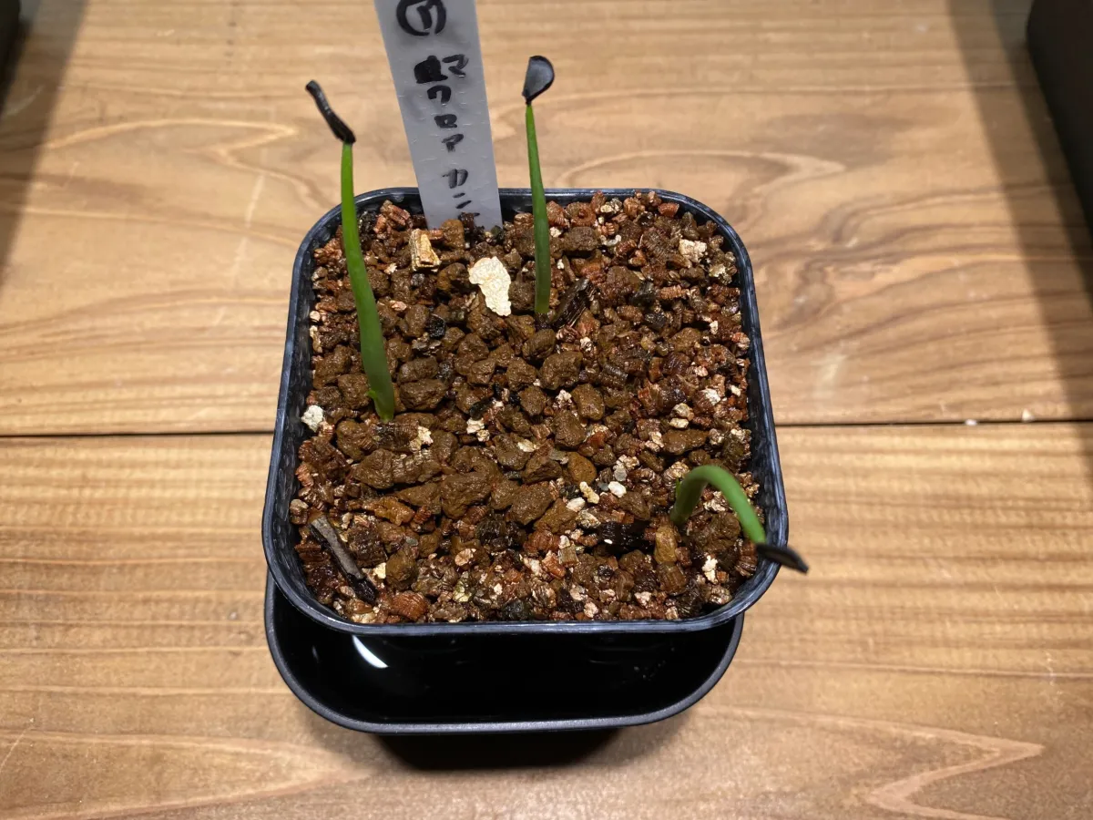 Agave macroacantha (アガベ マクロアカンサ)