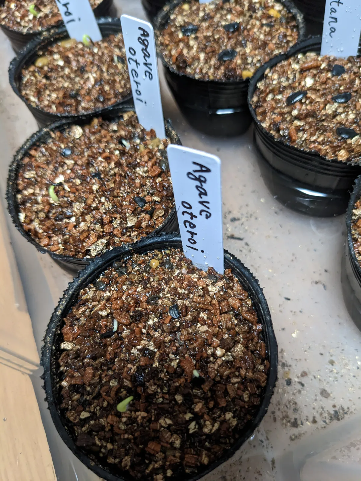 Agave oteroi Lot. (アガベ オテロイ)