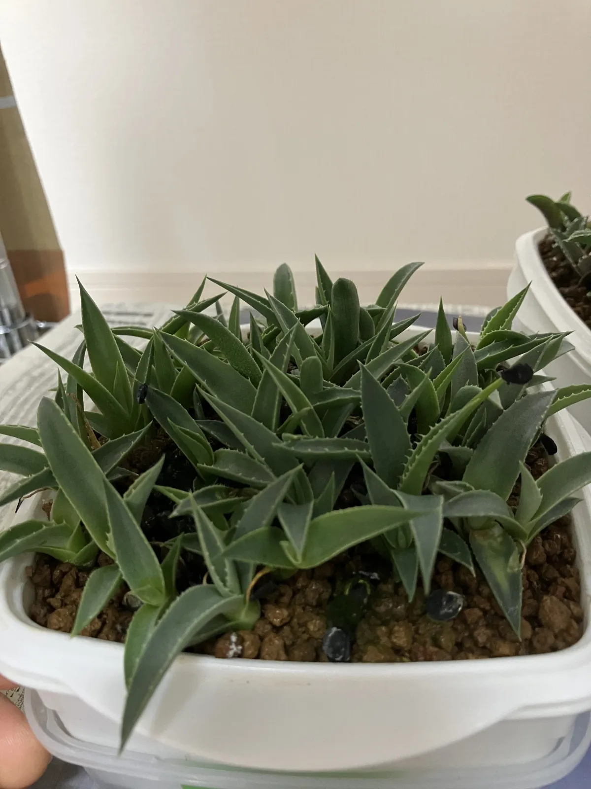 Agave parryi ssp. neomexicana (アガベ ネオメキシカーナ)