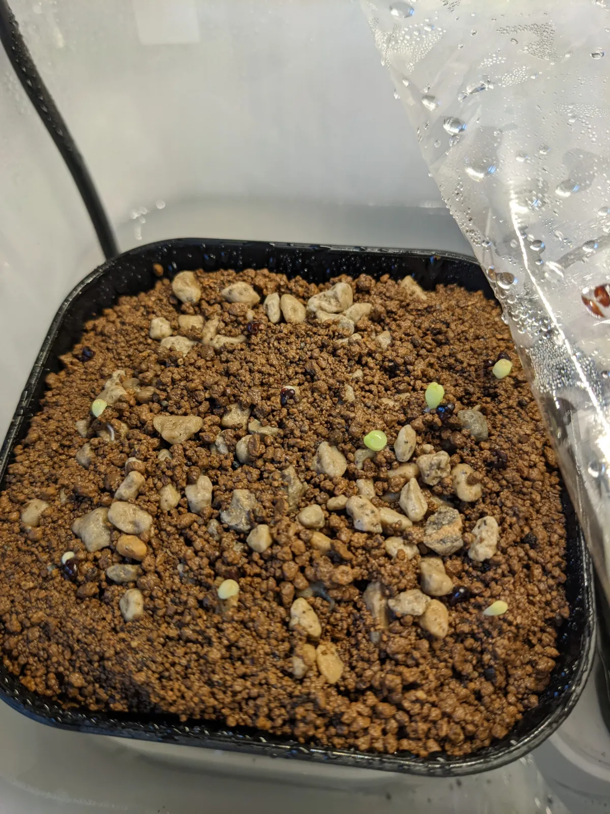 Astrophytum asterias gonzales (アストロフィツム ゴンザレス)