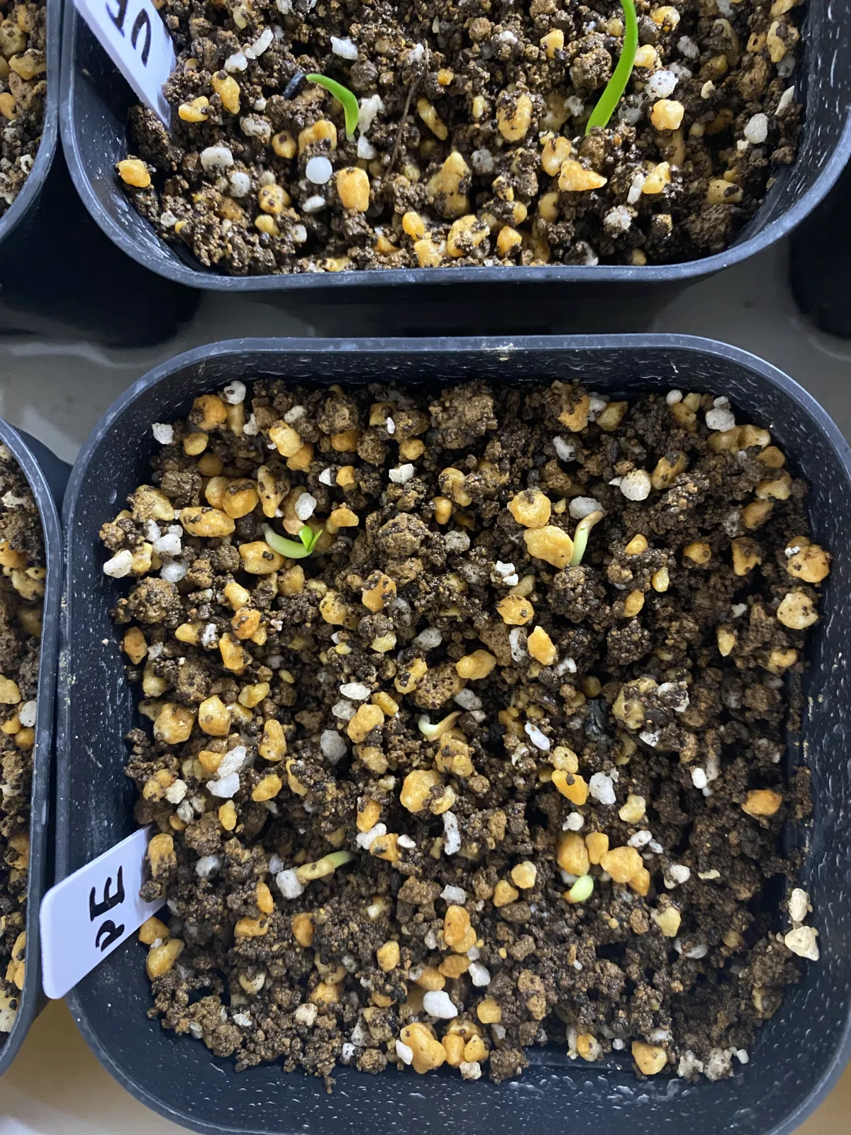 Pachypodium enigmaticum (パキポディウム エニグマチカム)