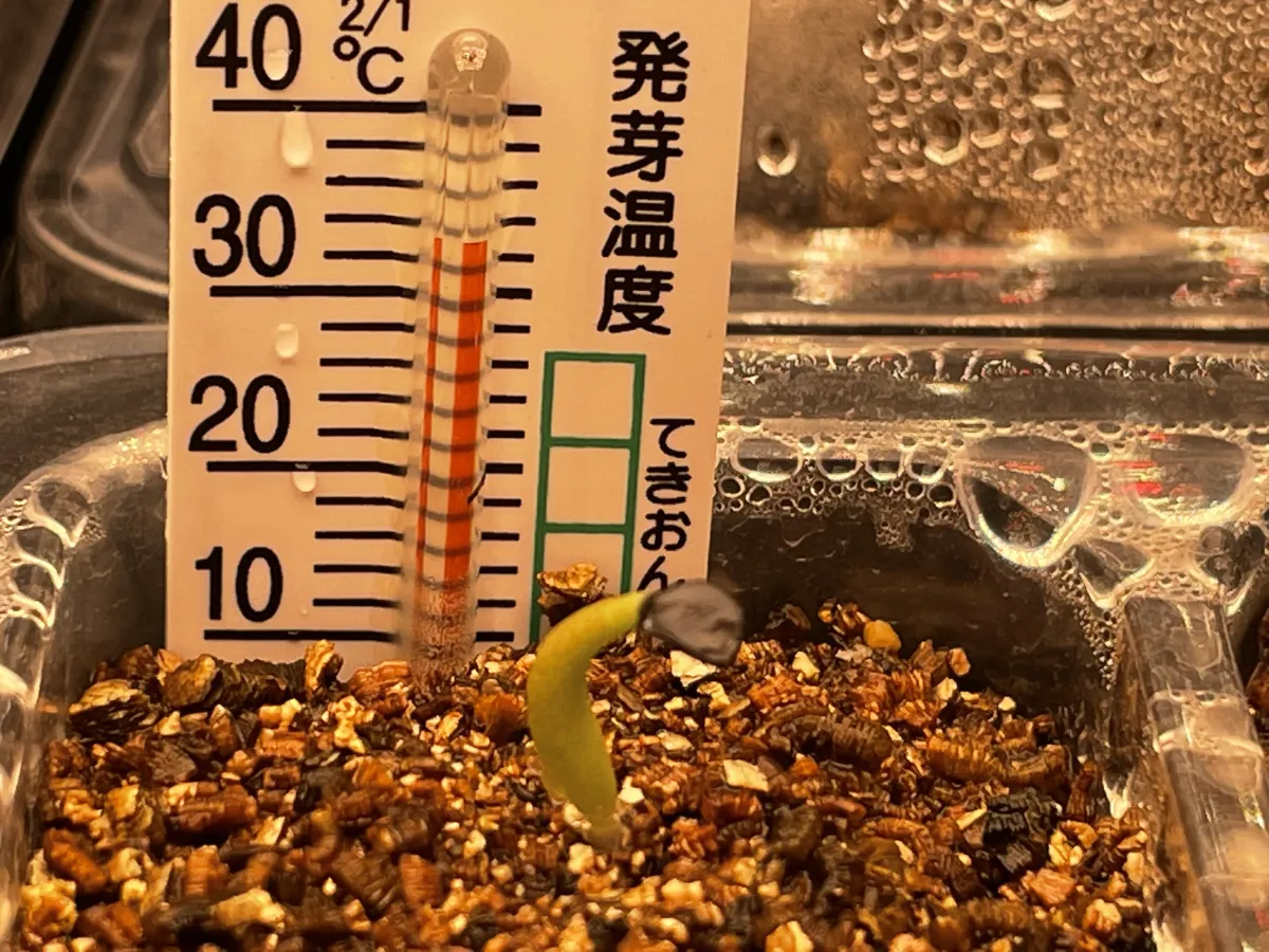 Agave oteroi Lot. (アガベ オテロイ)